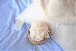 100% GOTS ORGANIC Cotton SLEEP (Option: Body Pillow)